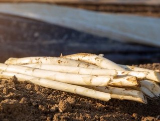 "Lass stecken!": Darum enttäuscht der deutsche Spargel seine Bauern