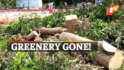 Bhubaneswar: 870 Trees To Be Chopped Down For MLA Apartment Complex