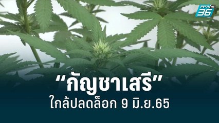 เปิดผลทาง กม. หลัง “กัญชาเสรี” ใกล้ปลดล็อก 9 มิ.ย.65 |  เข้มข่าวค่ำ | 29 พ.ค. 65
