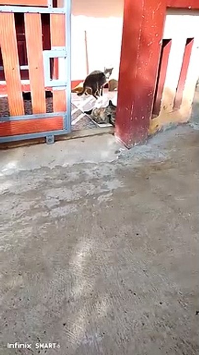 Kucing wikwik