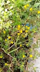 Plants with great medicinal values