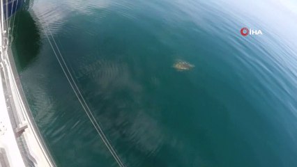 Kılıç balığı avcısı kaptan görüntüledi! Derin deniz canlıları su yüzeyine çıktı