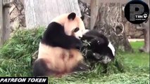Funny videos of cute panda babies Try not to laugh at these funny panda babies - Patreon Token