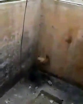 Il sauve un renard pris au piège dans un trou