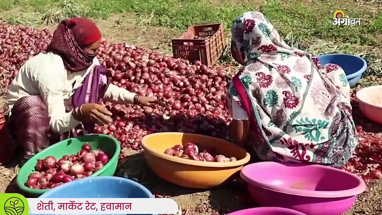 Onion Market: उन्हाळी कांदा उत्पादनात मोठी घट