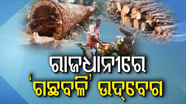 Special Story | Hundreds of trees felled in Bhubaneswar for building multi-storey house for MLAs