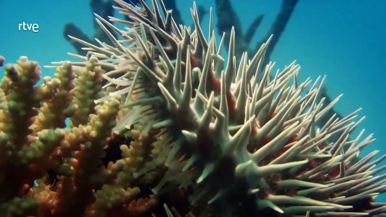 La gran barrera de coral 2/3: Supervivencia  [Documental HD]