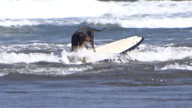 La playa asturiana de Salinas acoge la primera competición de surf canino de Europa