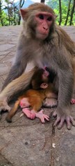 Baby monkey cute animals 21
