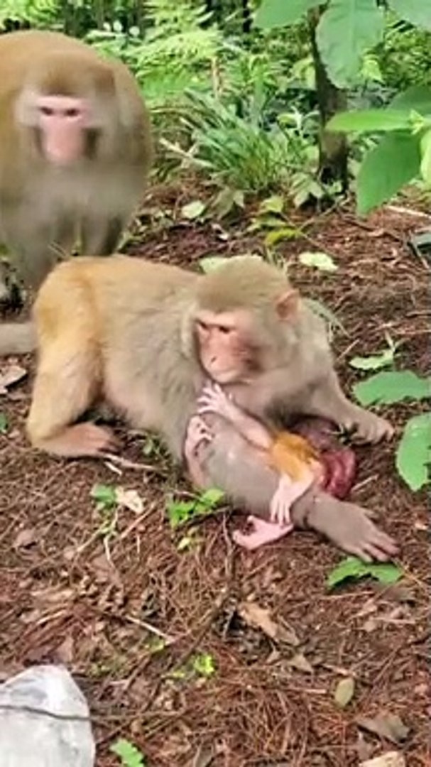 Newborn baby monkey has not had time to clean the placenta and umbilical  cord - video Dailymotion