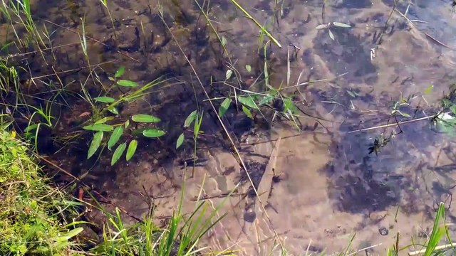 Браславские озера