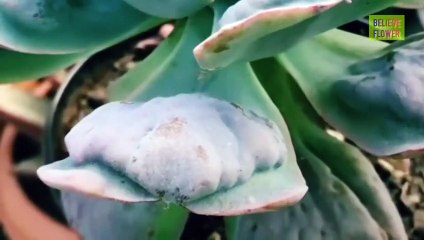 SUCULENTES cara merawat tanaman hias kaktus sukulen