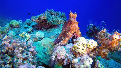 Animals Of The World 4K - Scenic Wildlife Film With Calming Music