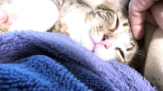 Adorable Purring Baby Cat Sleeps on Mom's Belly