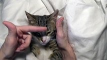 Cute Little Cat Puts His Paws Behind the Ears