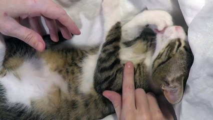Small Cat Is Grooming His Little Fingers