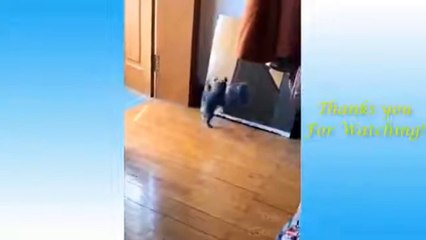 Funny and Cute Cat's Life Cats and Owners are the best friends