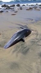 Entierran a Delfín encontrado en Playas de Tijuana.