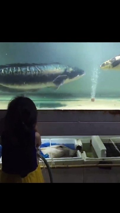 Giant snakehead
