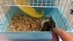 New home for Hamsters  Hamster Anna