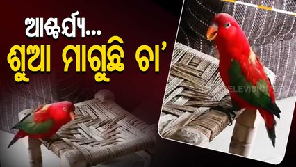 Special Story | Yellow-backed chattering lory calls her mommy