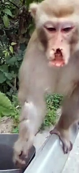 Poor monkey