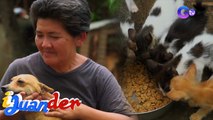 150 na aso’t pusa, mag-isang inaalagaan ng animal rescuer sa San Pedro, Laguna | I Juander