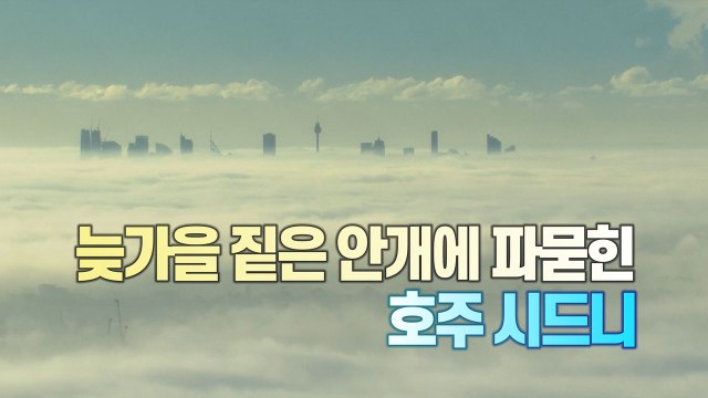 [세상만사] 늦가을 짙은 안개에 파묻힌 호주 시드니 / YTN