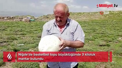 Niğde’de 3 kiloluk mantar bulundu