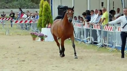 Palermo, la festa del cavallo arabo all'ippodromo della Favorita