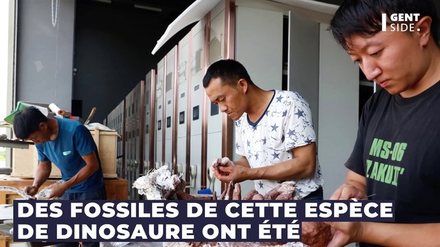 Nouvelle espèce de dinosaure : surnommé le dragon de la mort, ce redoutable prédateur vient d'être découvert