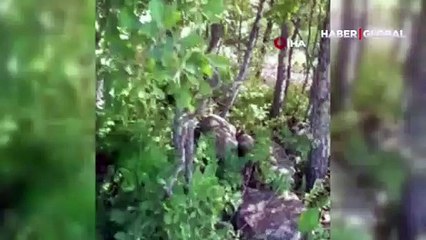 Tunceli’de kırmızı listedeki porsuk görüntülendi