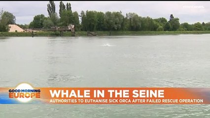 France to put down orca stranded in Seine river