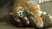 Adorable endangered Amur tiger cub plays with mom at Toronto Zoo