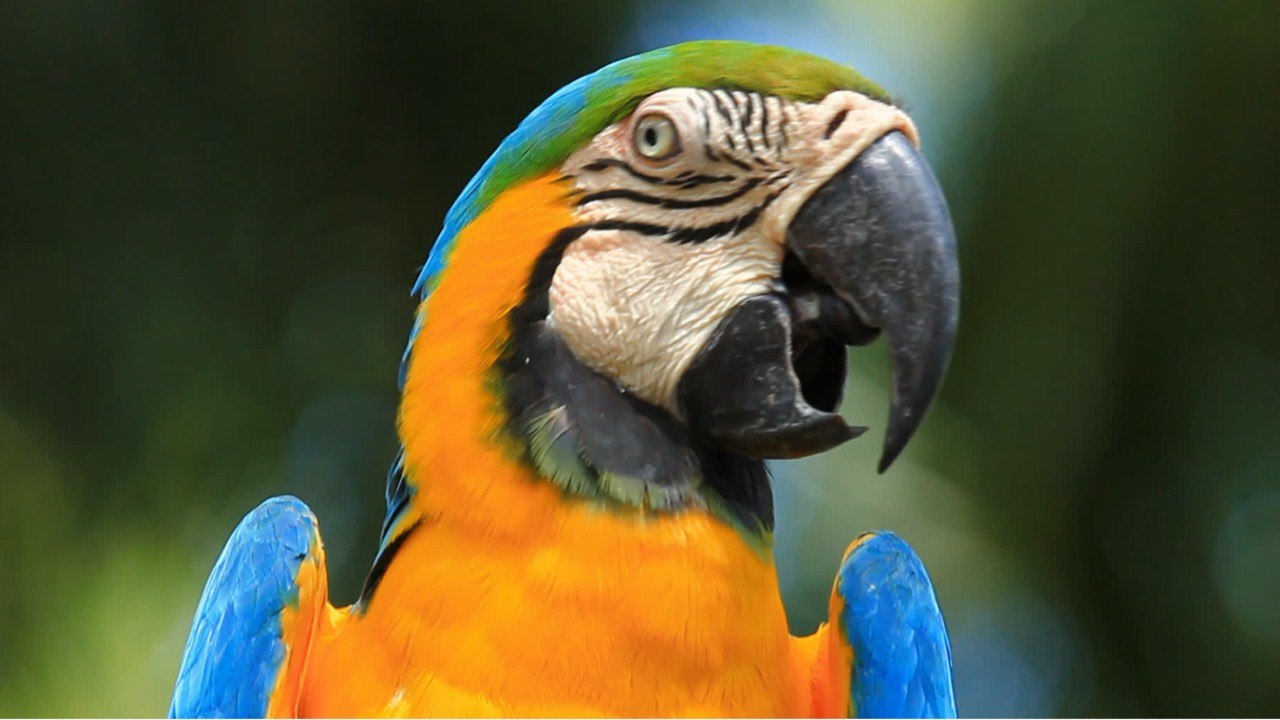 Hund, katze, papagei: das sind die beliebtesten haustiere der deutschen