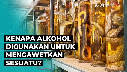 Kenapa Alkohol Dipakai Sebagai Bahan Pengawet?