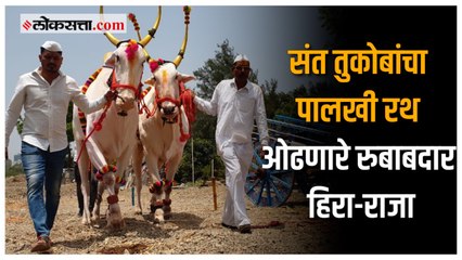 शेडगे कुटुंबाच्या बैलजोडीला मिळाला तुकाराम महाराज पालखी रथ ओढण्याचा मान