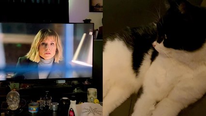 'Woman shares comical footage of her rescue cat getting mesmerized by a TV show '