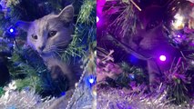 'Rescue cat spends first Christmas trying to 'rearrange' the Christmas tree '