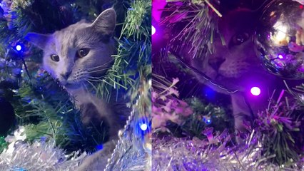 'Rescue cat spends first Christmas trying to 'rearrange' the Christmas tree '