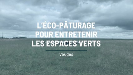 Vaudes : l’éco-pâturage pour entretenir les espaces verts