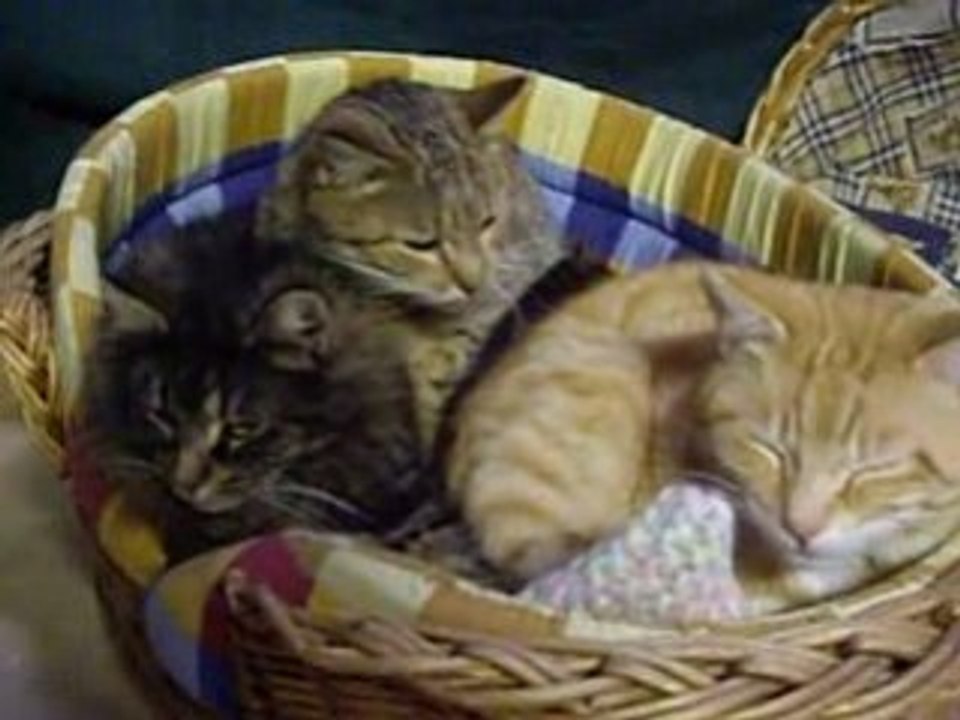 Minou Titite mars 08