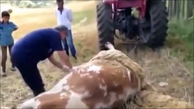 Cow shit explosion ☣☢☠ Корова дерьмо взрыв