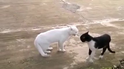 Hewan kucing ala jafen lucu