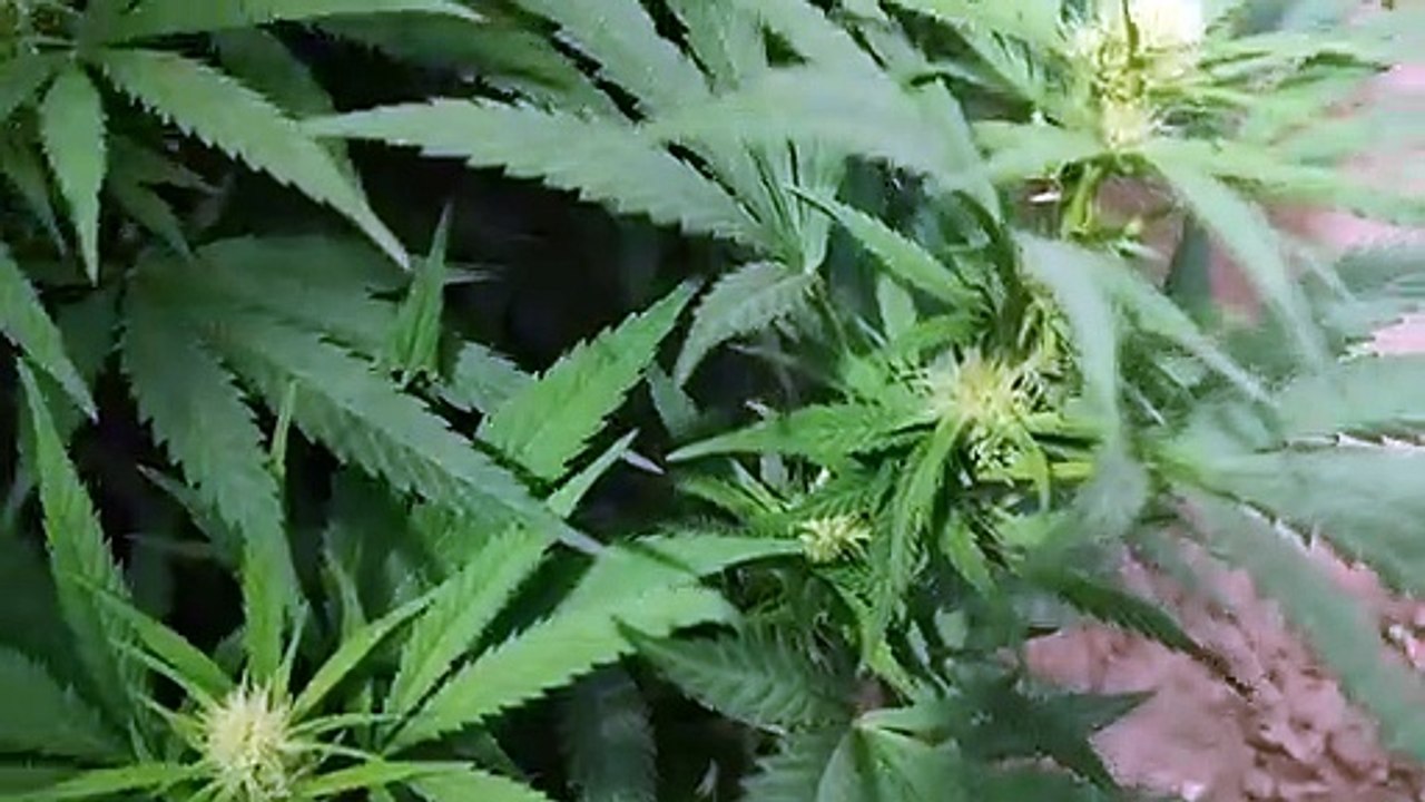 Cannabis