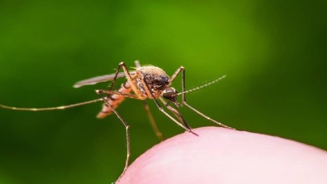 West Nile Fever కేరళ హడల్... ఎలా వ్యాపిస్తుందంటే #Health | Telugu Oneindia