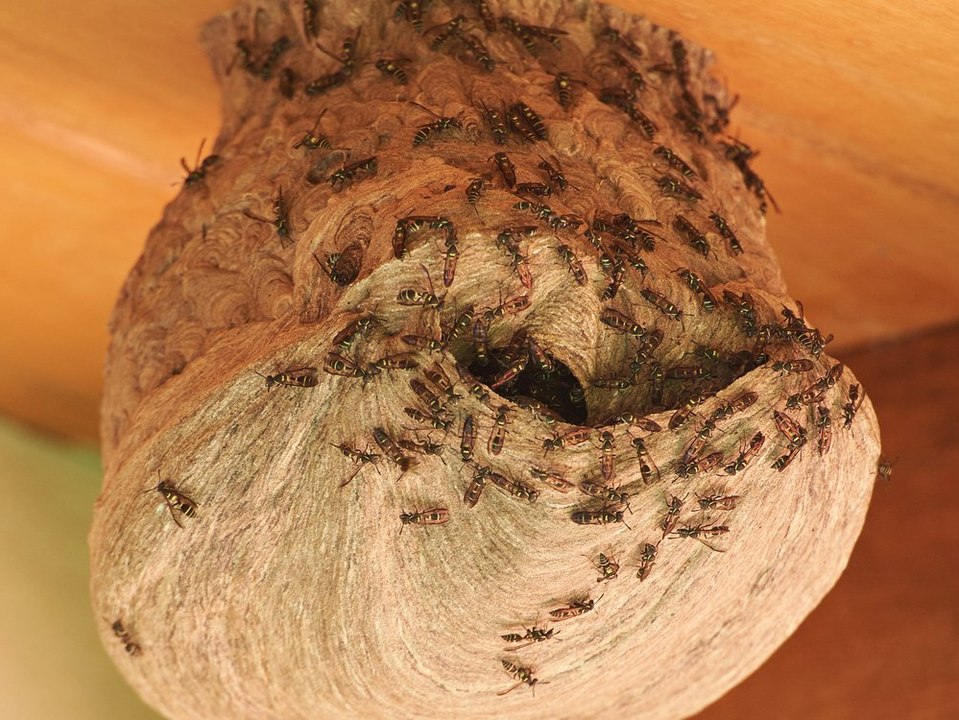 Wespennest entfernen: Darauf sollte man achten