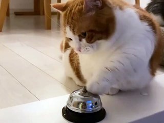 vidéos de chat / Cat Videos