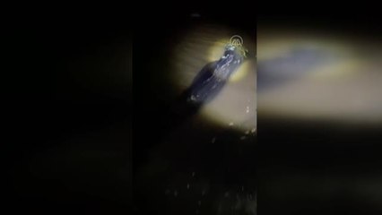 Kaçak avlanılan 1,5 ton inci kefali bulundu