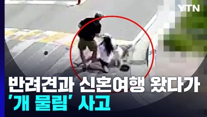 '반려견과 함께 신혼여행 왔다가'...반복되는 개 물림 사고 / YTN